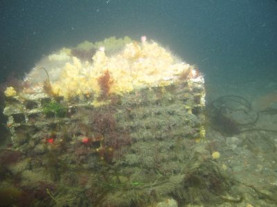 A lost or "ghost" lobster trap now serves as hard substrate for a diversity of organisms to settle on, including sponges, nudibranchs, ascidians, hydroids and algae