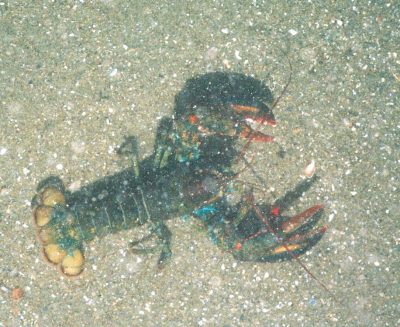 An American Lobster (Homarus americanus) crawls over a sandy bottom in Long Island Sound